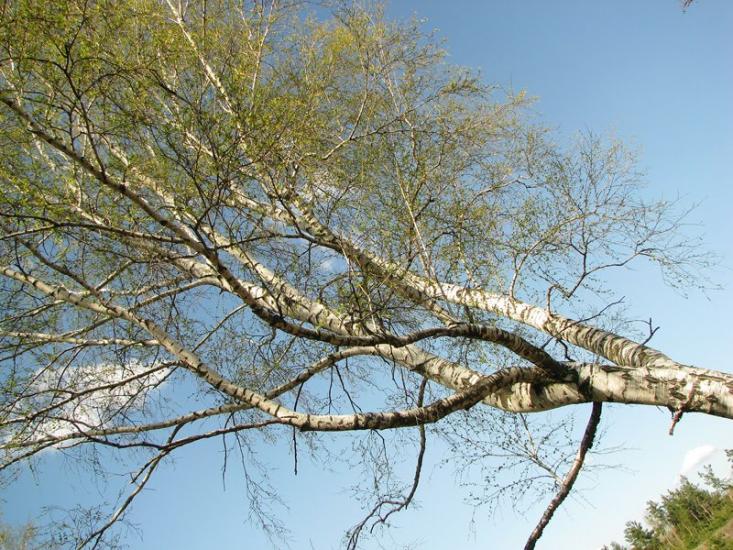 Кованьківка з panoramio.com - Кованьківка