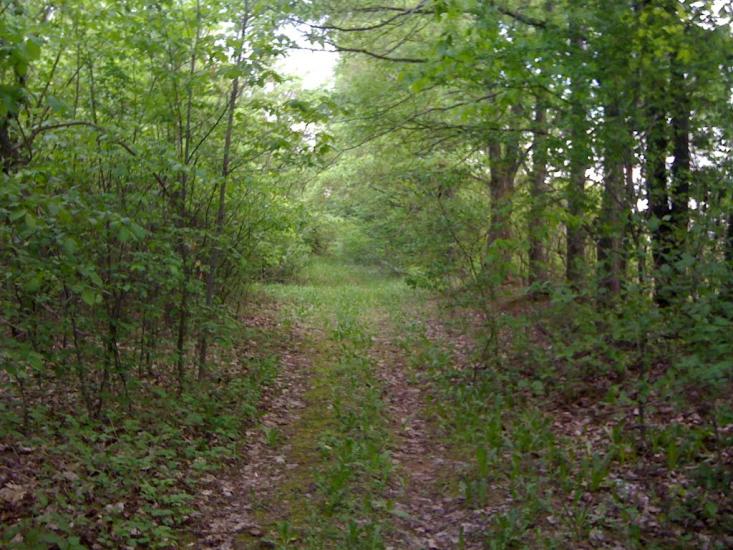 Дацьки з panoramio.com - Дацьки