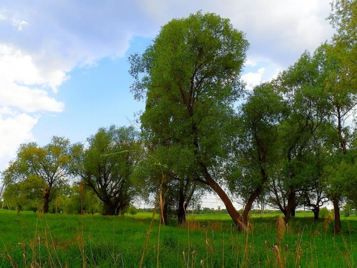 Біле з panoramio.com - Біле