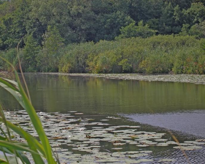 Литвинівка з panoramio.com - Литвиновка