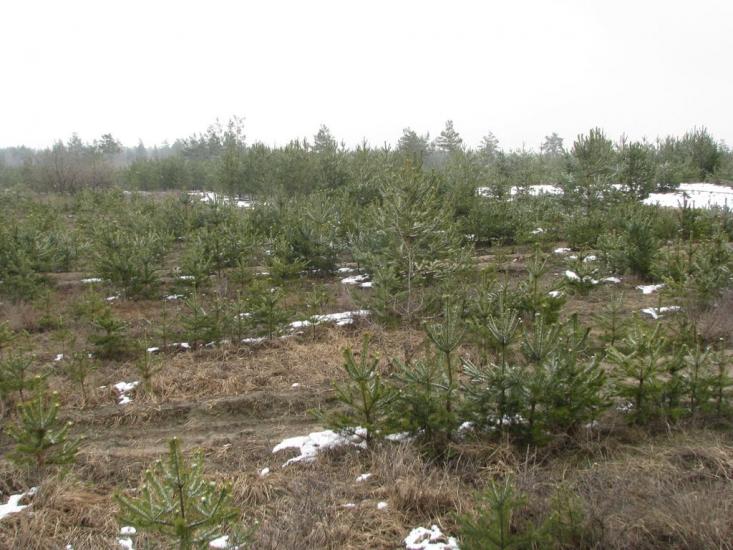 Підлісне з panoramio.com - Pidlisne