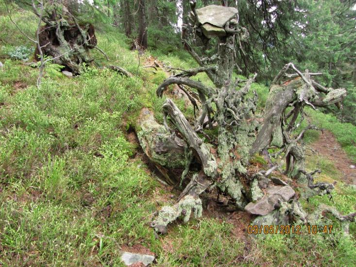 Мислівка з panoramio.com - Мислівка