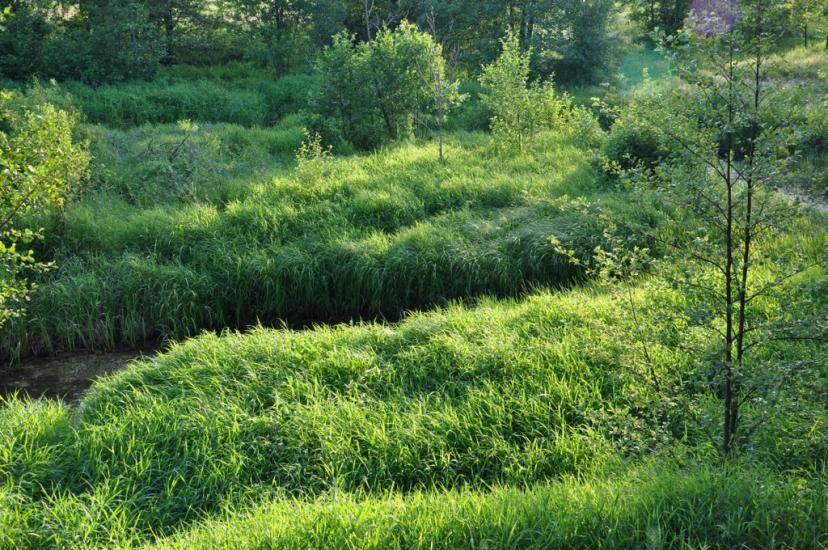 Рудня-Шпилівська з panoramio.com - Rudnya-Shpylivska