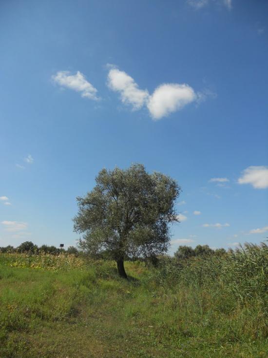 Шевченківка з panoramio.com - Шевченківка