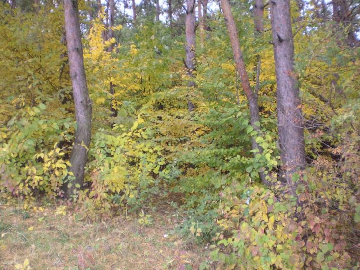 Пашківці з panoramio.com - Пашковцы