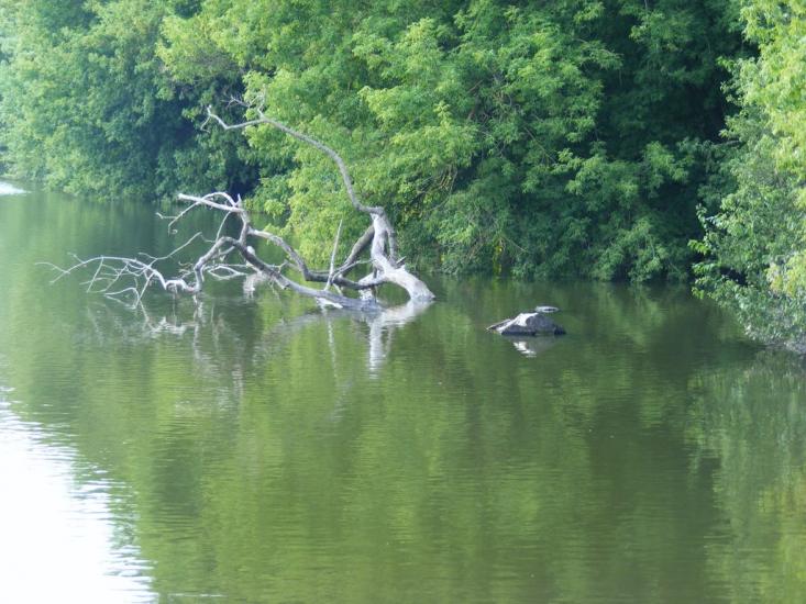 Примощаниця з panoramio.com - Примощаниця