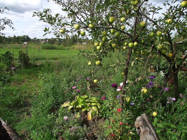Городище-Пустоварівське з panoramio.com - Городище-Пустоваровское