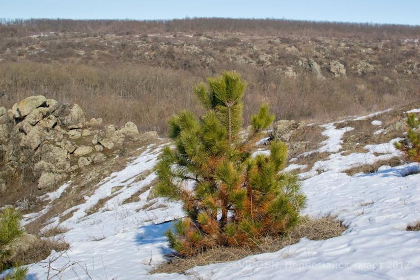 Куріпчине з panoramio.com - Kuripchyne