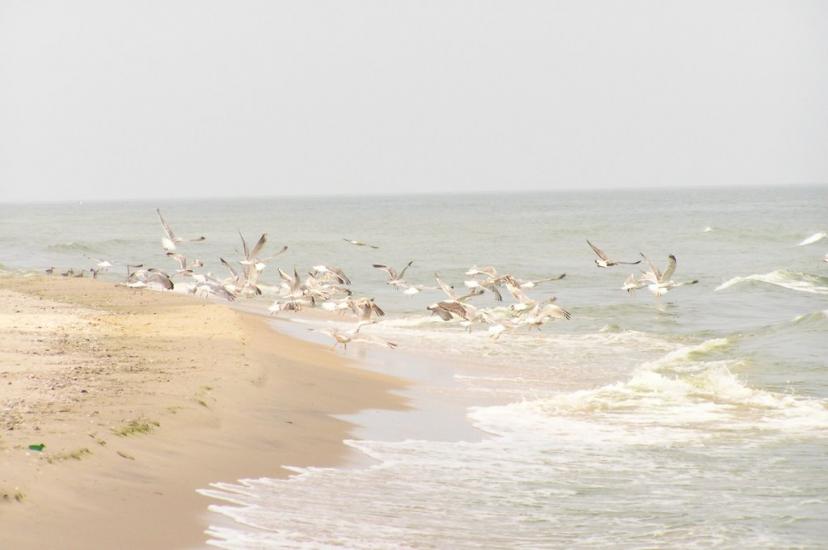 Миколаївка з panoramio.com - Миколаївка