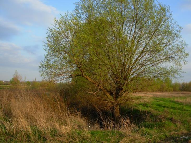 Слатине з panoramio.com - Слатино