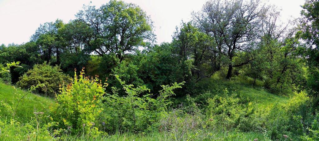 Данилове з panoramio.com - Danylove