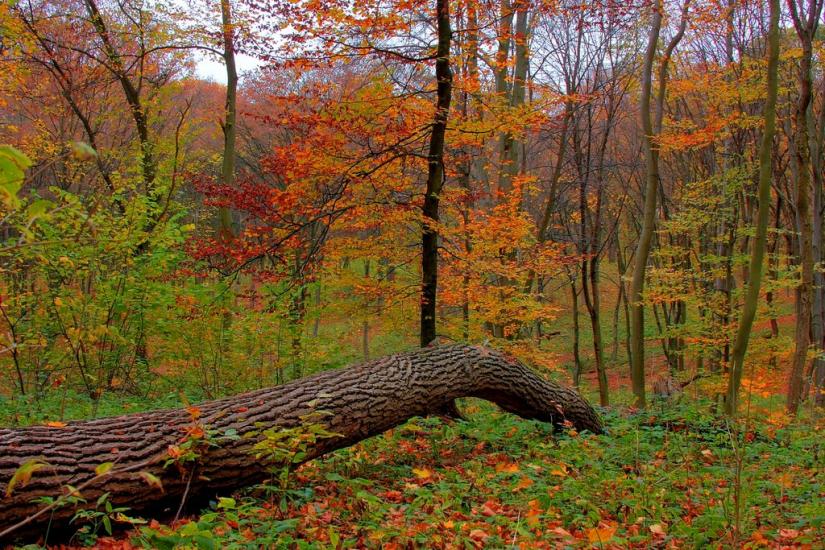 Гавареччина з panoramio.com - Гавареччина