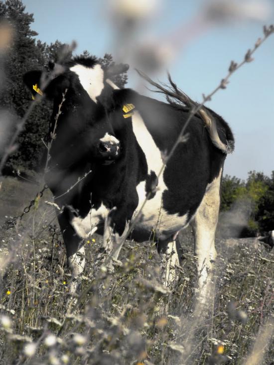 Обозівка з panoramio.com - Обозівка