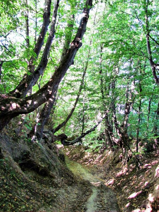 Калагарівка з panoramio.com - Калагаровка