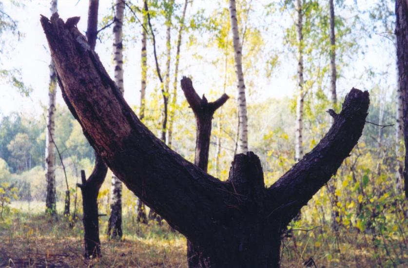Мерефа з panoramio.com - Merefa