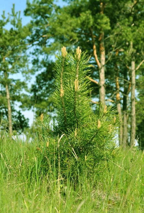 Красне з panoramio.com - Сонцівка