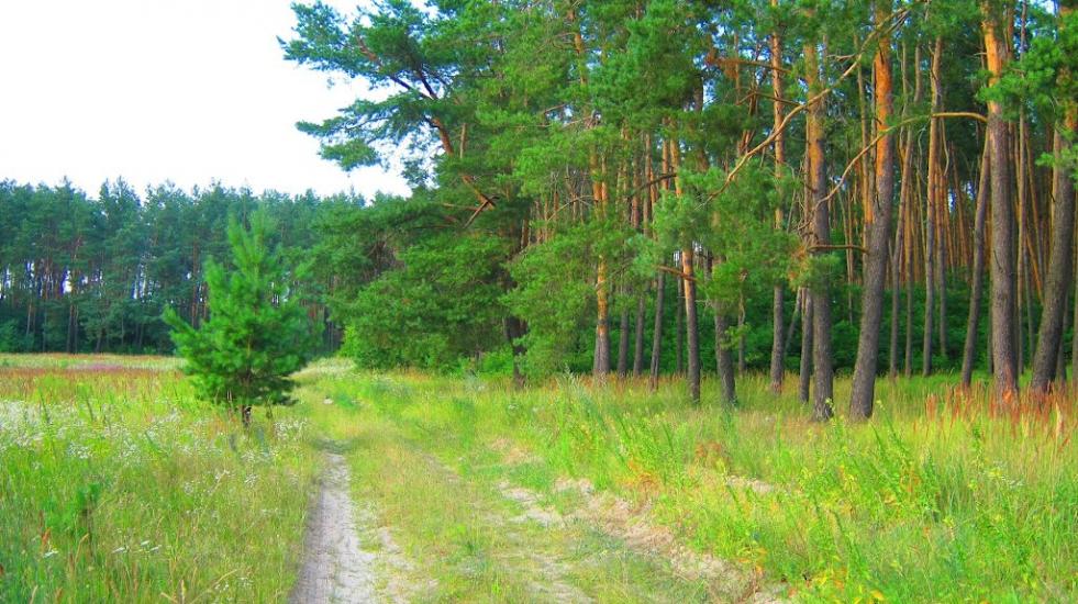 Велика Димерка з panoramio.com - Великая Дымерка