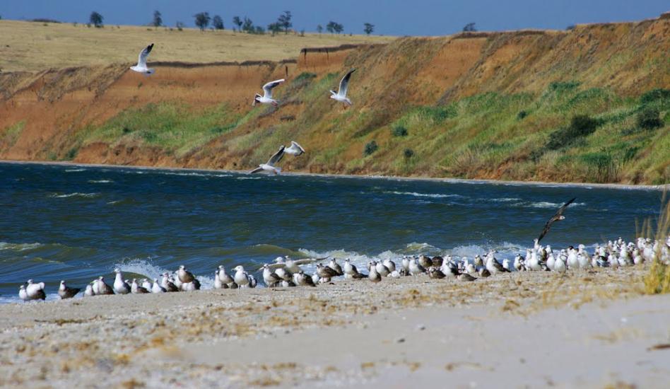 Куликівське з panoramio.com - Куликовское