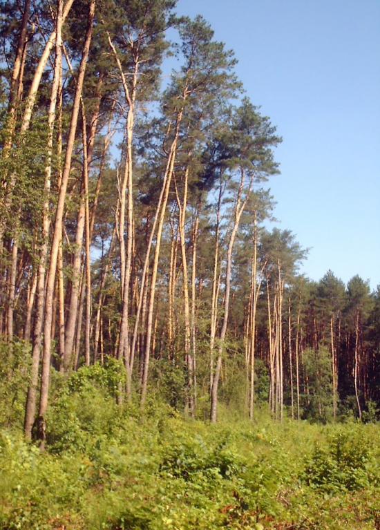Рокитне з panoramio.com - Ракитное