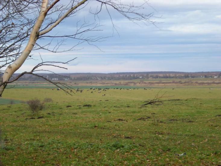 Ковиничі з panoramio.com - Ковиничи