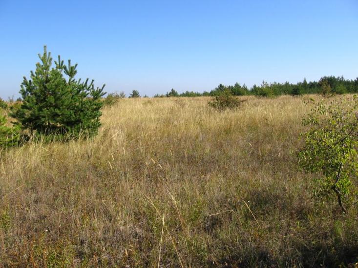 Пискунівка з panoramio.com - Pyskunivka
