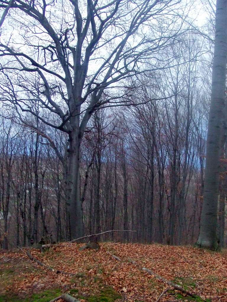 краєвид - Rozgirche