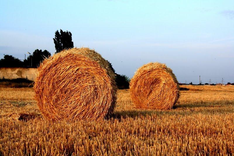 Авангард з panoramio.com - Авангард