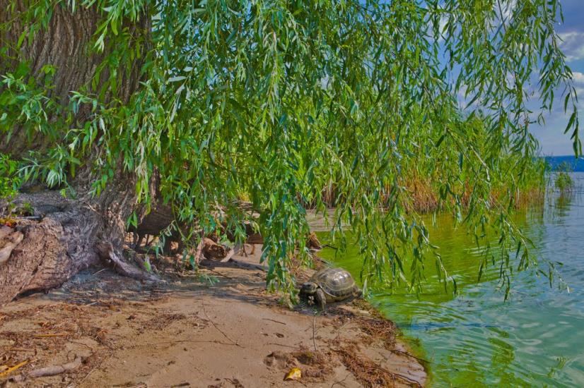 Хотімля з panoramio.com - Хотимля