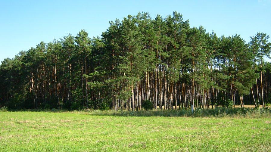 Залісся з panoramio.com - Залісся