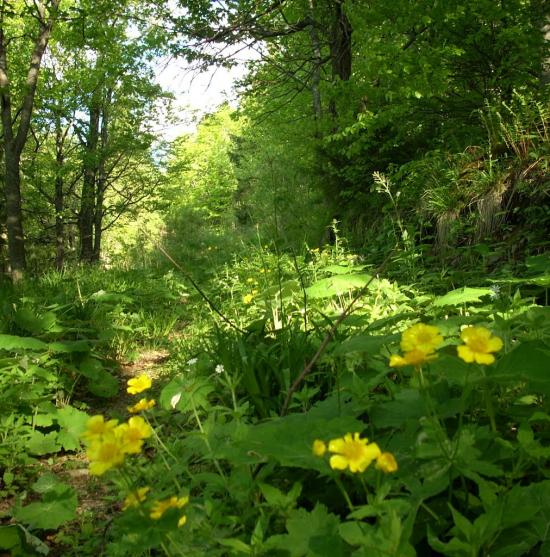 Кузьминець з panoramio.com - Кузьминець