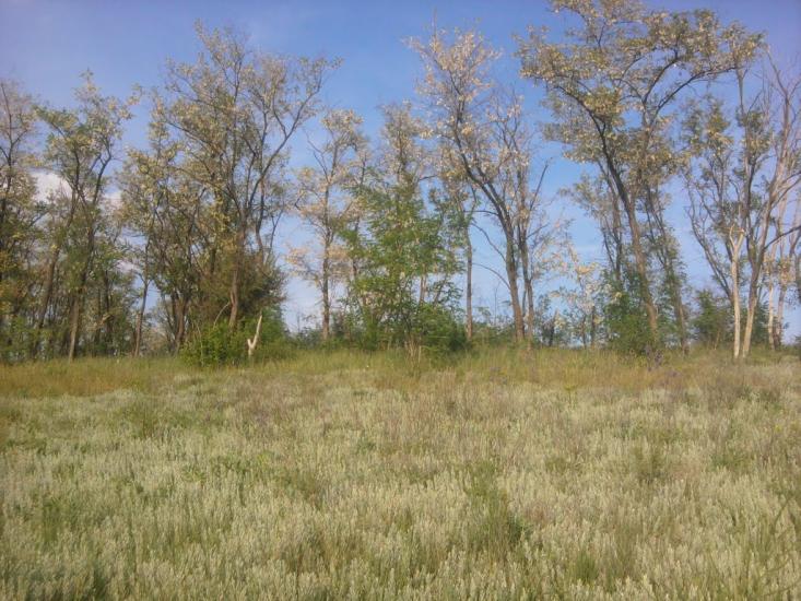 Придніпрянське з panoramio.com - Придніпрянське