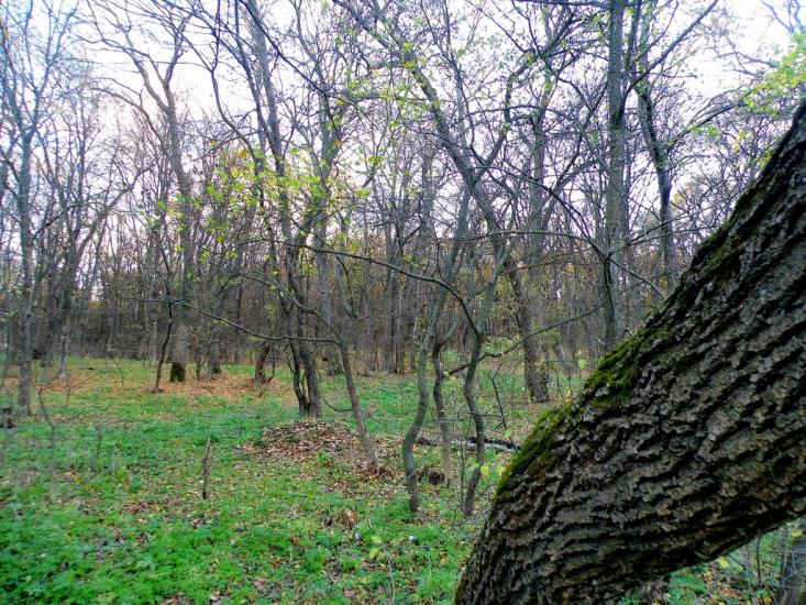 Орлівщина з panoramio.com - Орловщина