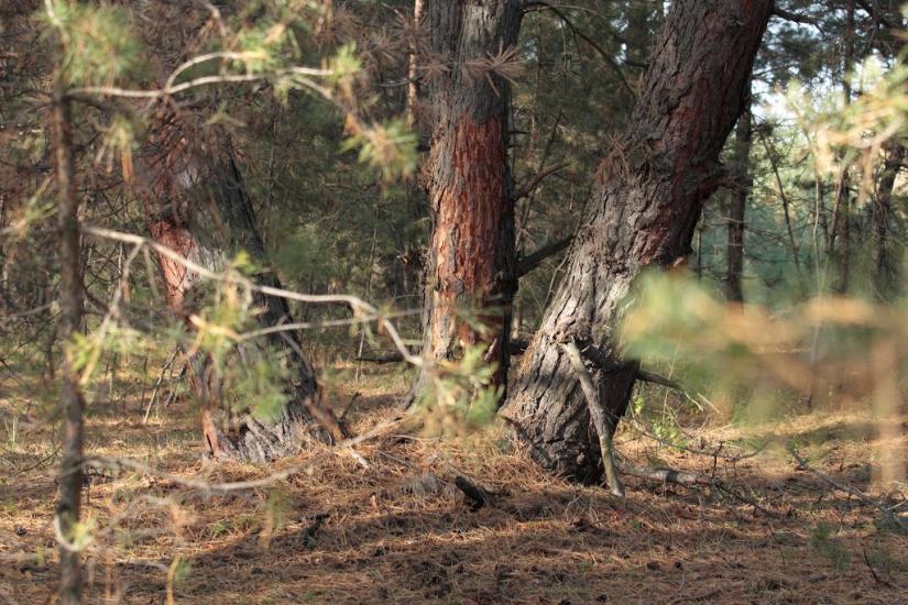 Радянське з panoramio.com - Радянське
