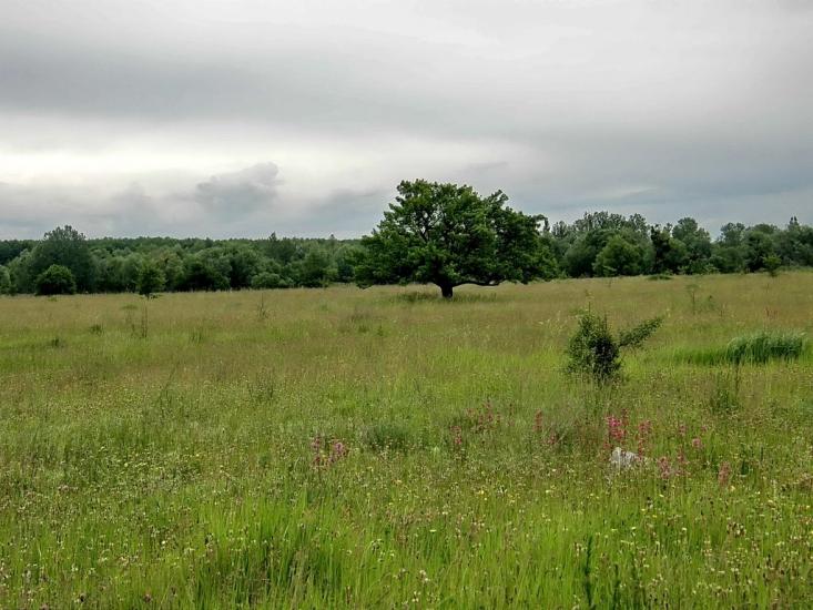 Бушеве з panoramio.com - Бушево