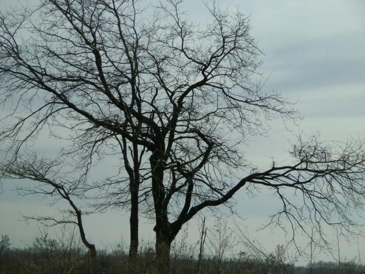 Садове з panoramio.com - Садове