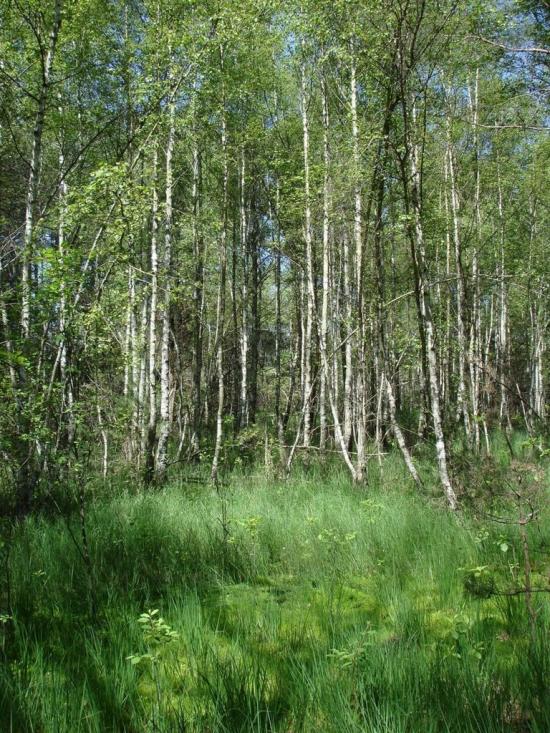 Хрипськ з panoramio.com - Khrypsk