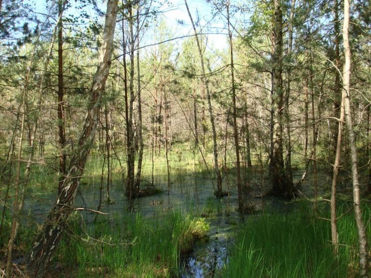 Хрипськ з panoramio.com - Khrypsk