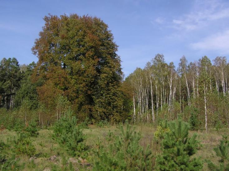 Струмок з panoramio.com - Струмок
