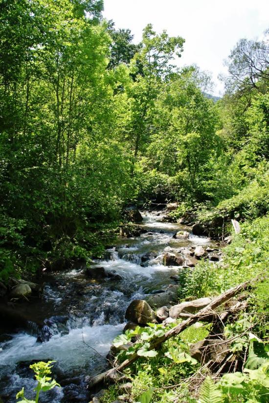 Кваси з panoramio.com - Квасы