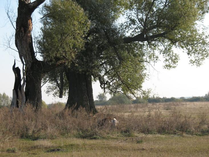 Осіч з panoramio.com - Осіч