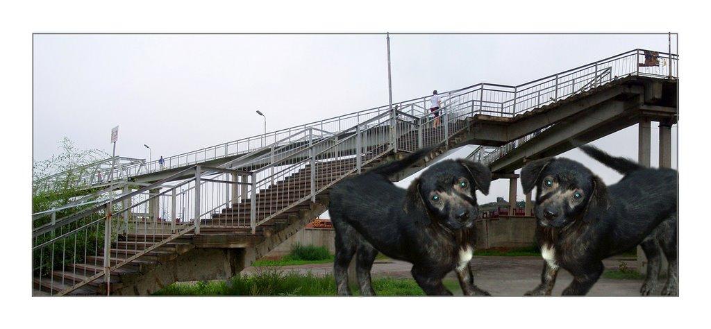 Сарни з panoramio.com - Сарни
