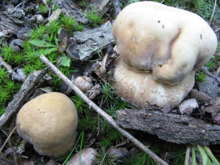 Гораївка з panoramio.com - Гораевка