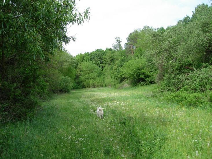 Мліїв з panoramio.com - Млиев