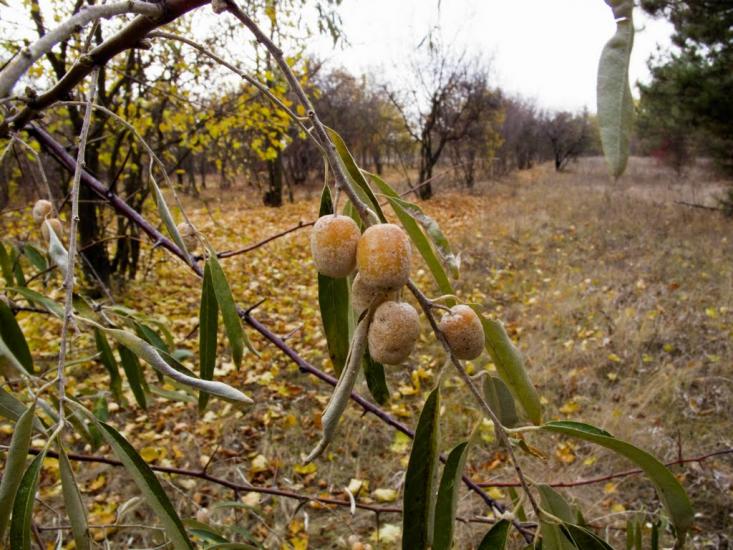 Суворовка з panoramio.com - Суворовка