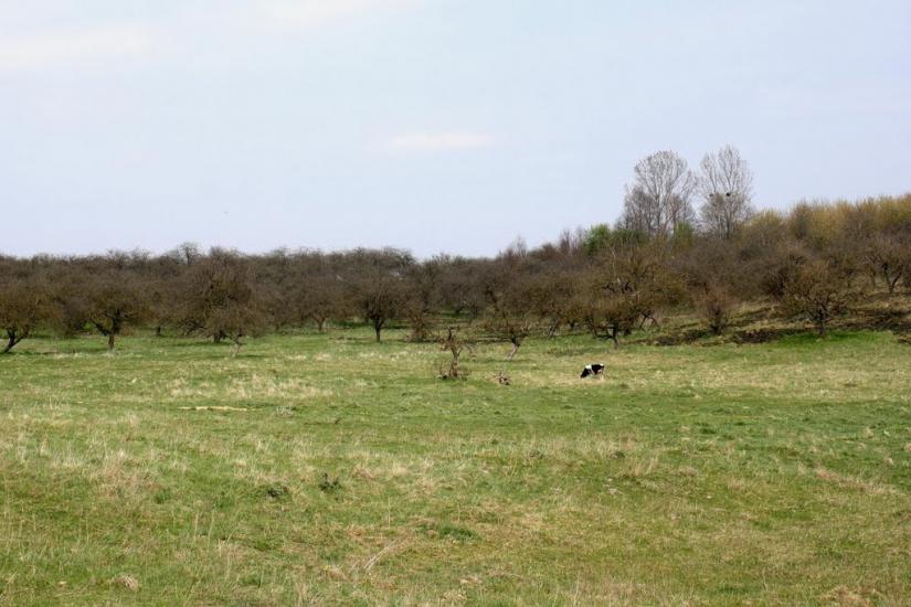 Заболотинці з panoramio.com - Заболотинці