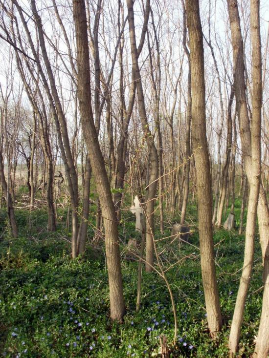 Любомирівка з panoramio.com - Любомировка
