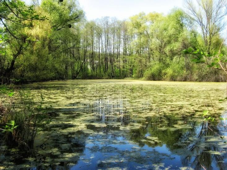 Високий з panoramio.com - Высокий