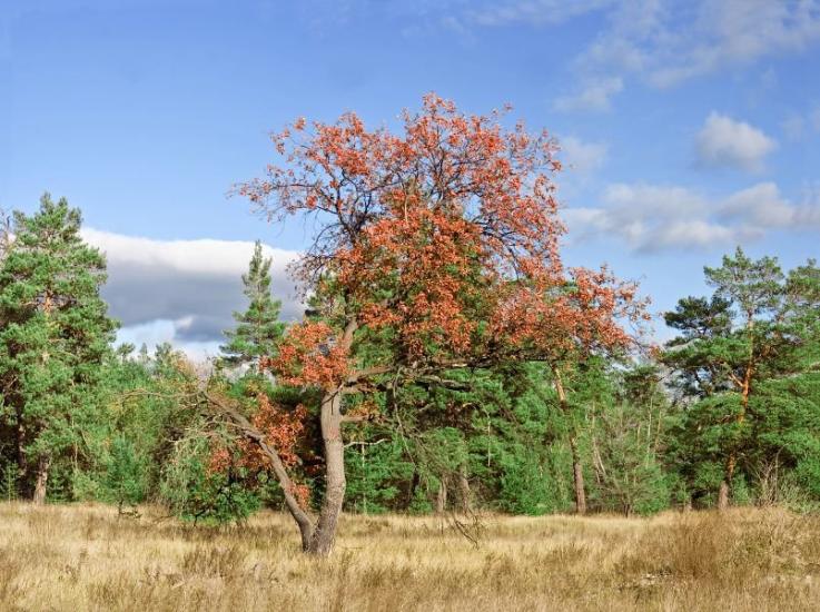 Підлісне з panoramio.com - Pidlisne