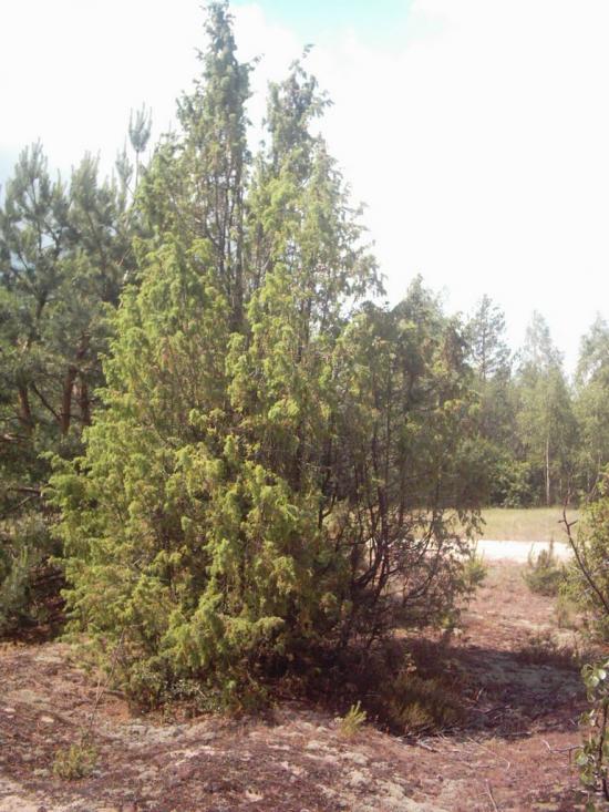 Римачі з panoramio.com - Рымачи