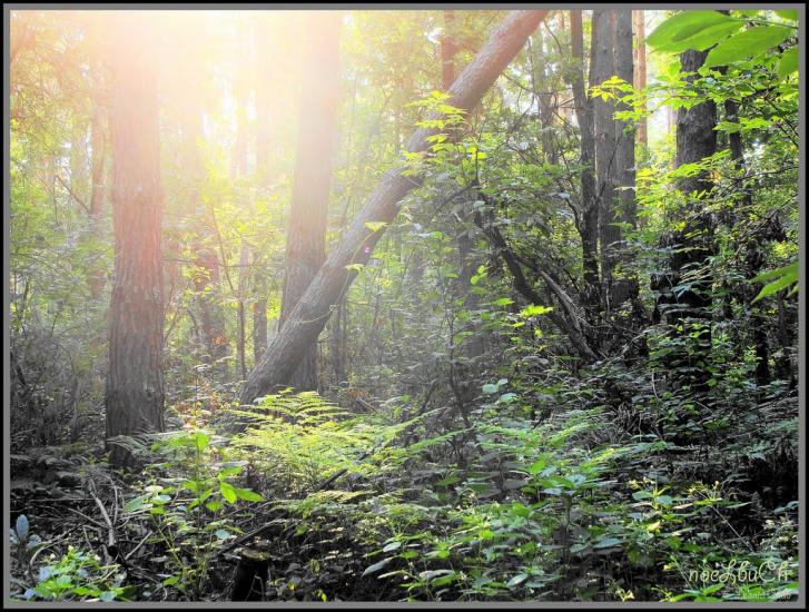 Шкарівка з panoramio.com - Шкаровка